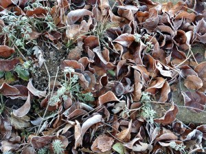 frosty leaves