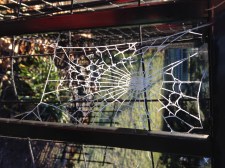 spider web