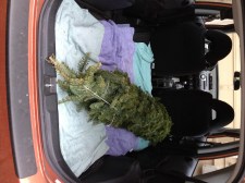 tree in car