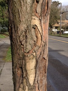 cool bark
