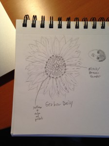 sketching daisy