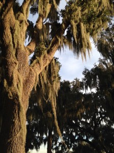 spanish moss