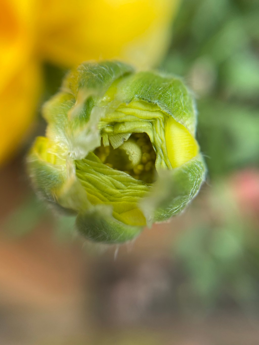 Macro series: Plants-V