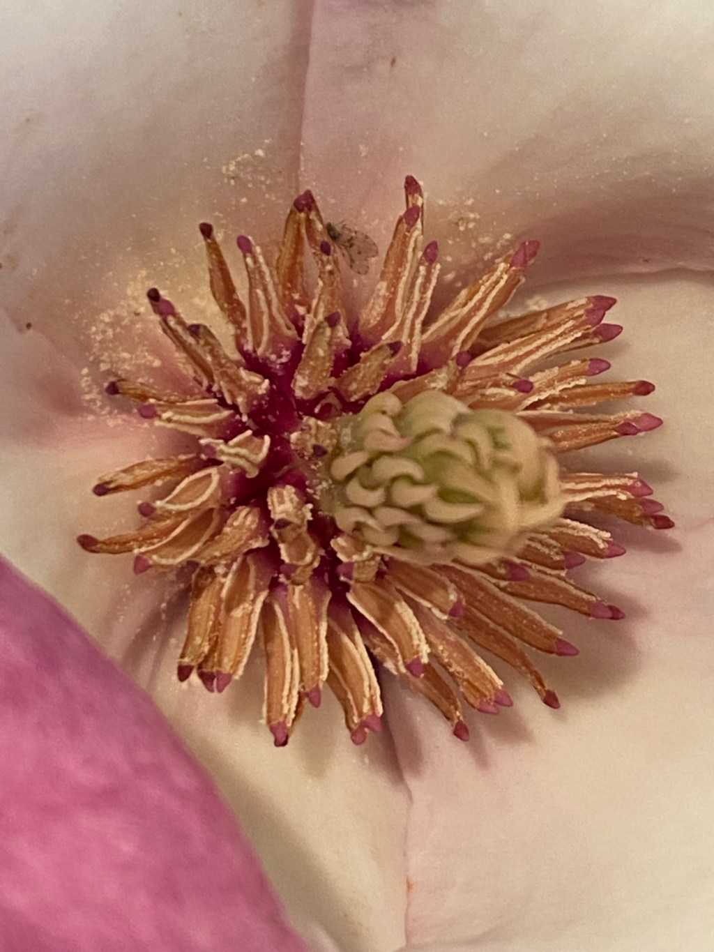 Macro series: Plants-X