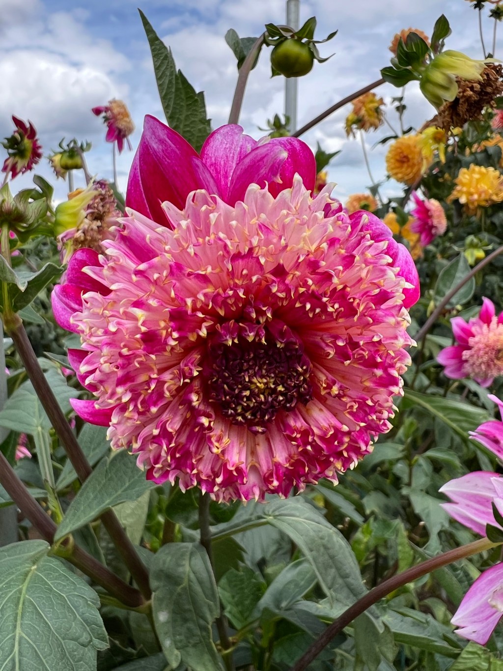 Exploring the dahlias: Part&nbsp;2