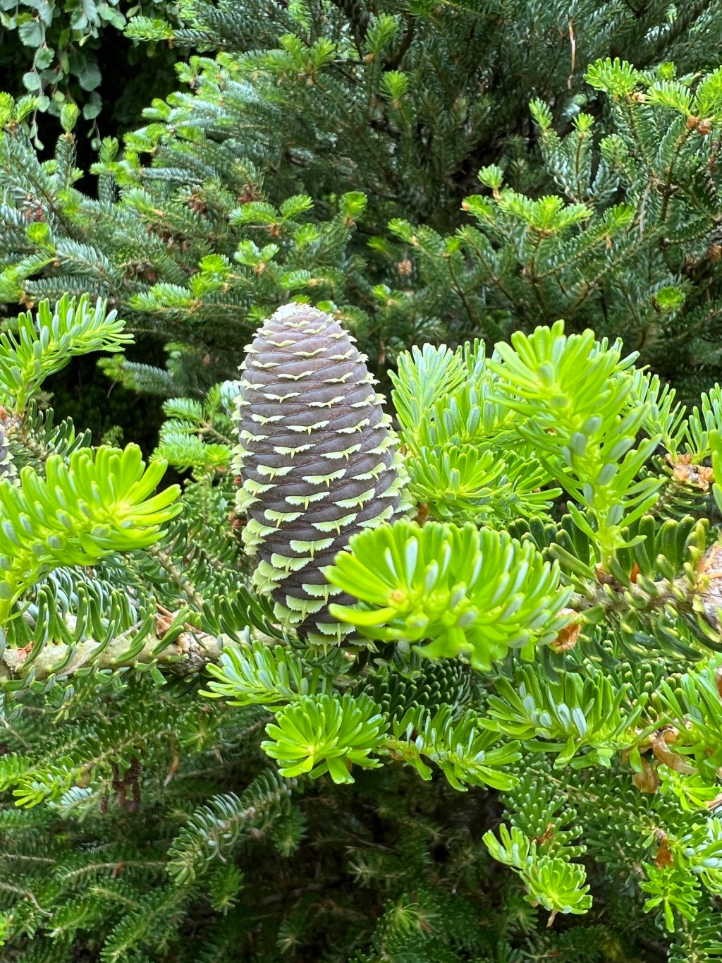 Elk Rock Garden, Oregon-&nbsp;1