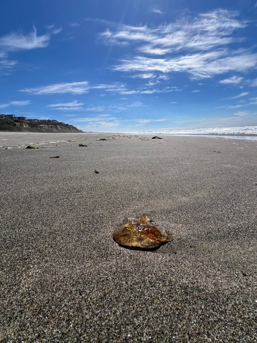 Jellyfish everywhere
