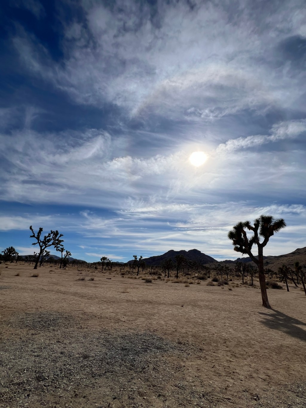 Joshua Tree National Park-&nbsp;I