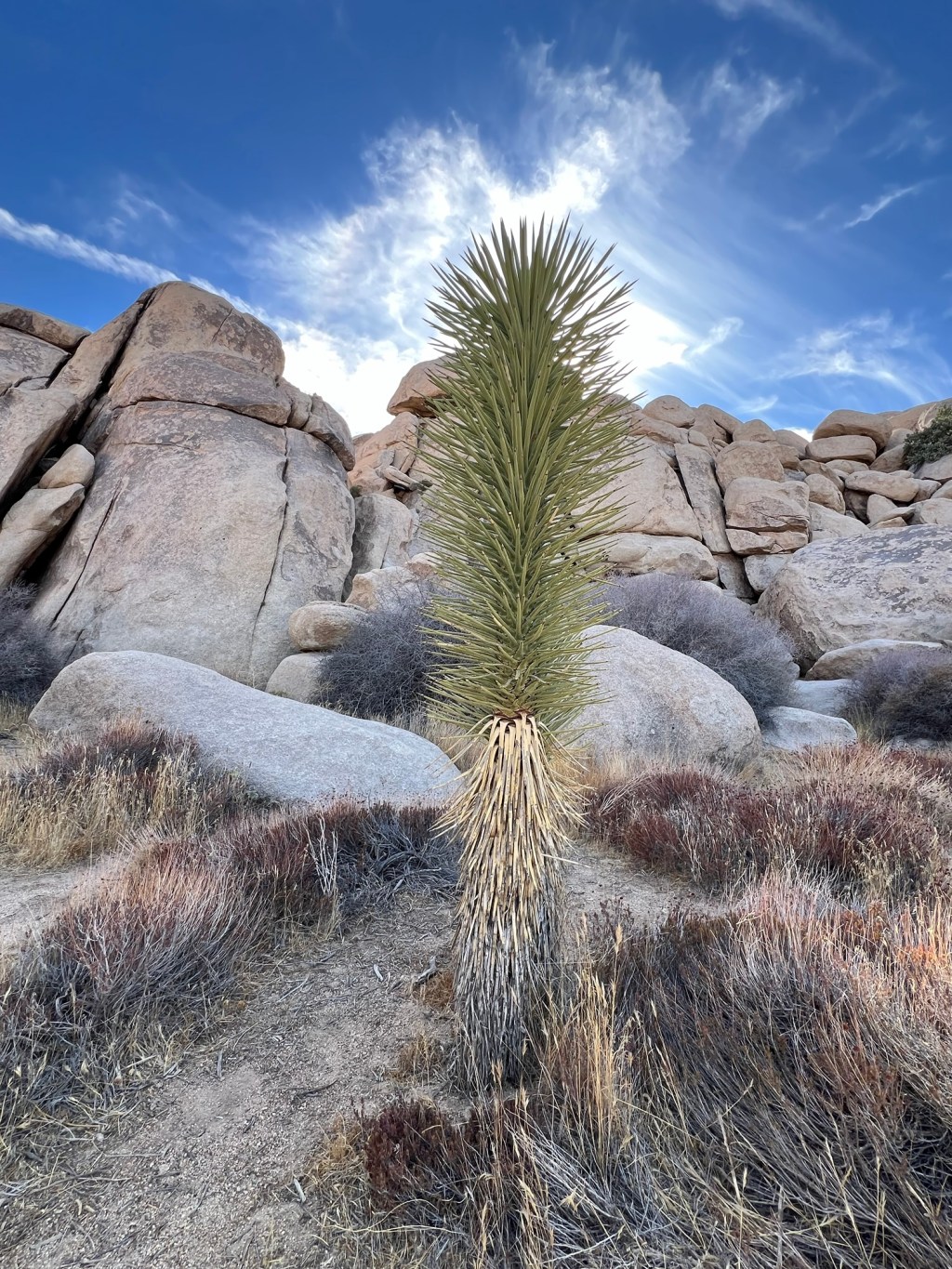 Joshua Tree National Park-&nbsp;IV