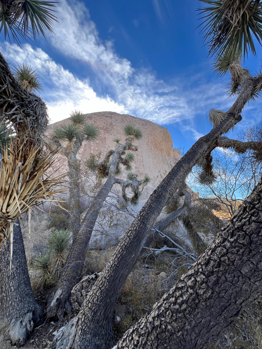 Joshua Tree National Park-&nbsp;V
