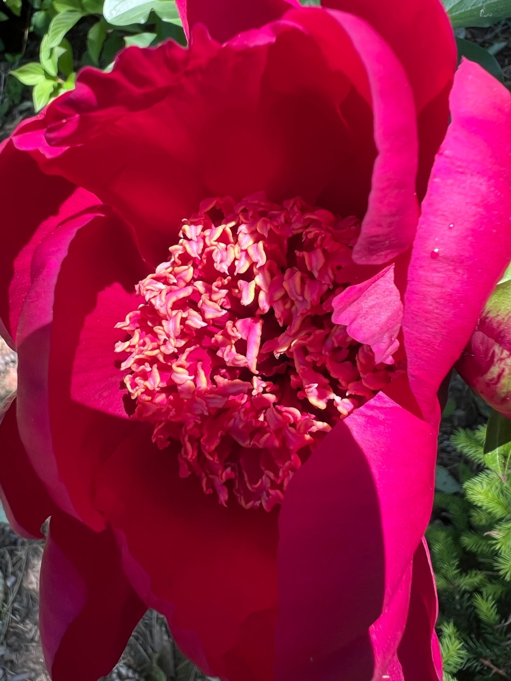 My peony from Adelman Peony&nbsp;Gardens-II